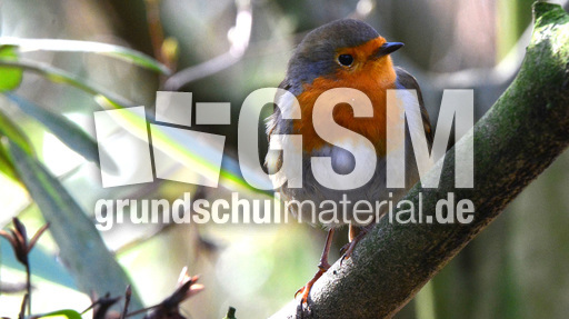 Rotkehlchen (34).jpg